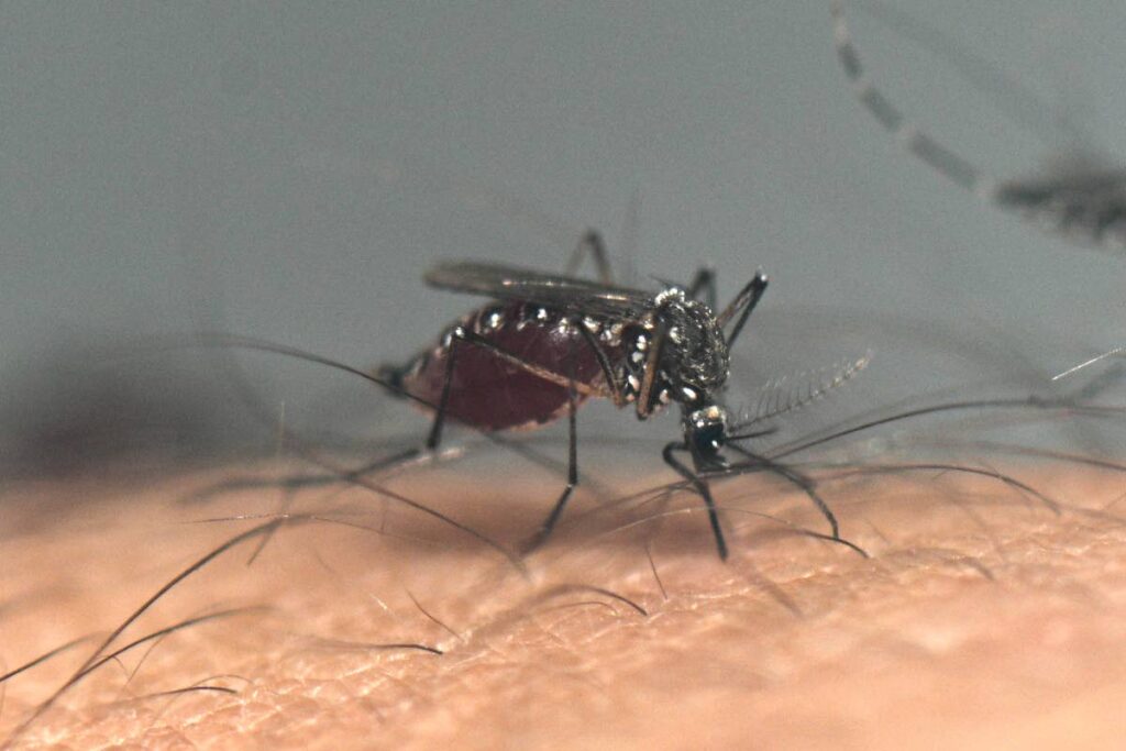 health-ministry:-666-dengue-cases,-6-deaths